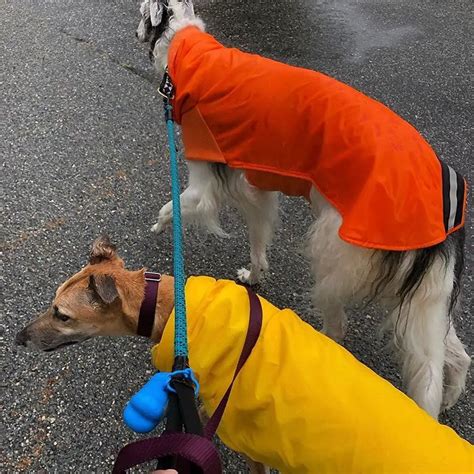 Borzoi vs Greyhound: Determining the Better Sighthound - PawCited