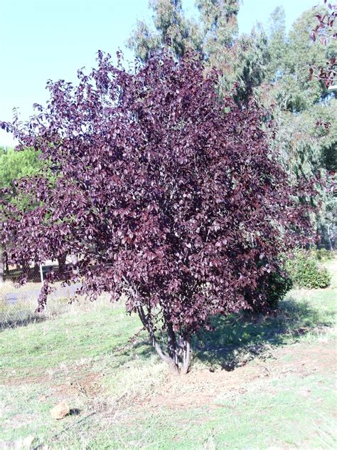 Prunus Cerasifera Atropurpurea Atropurpurea Flowering Plum Purple