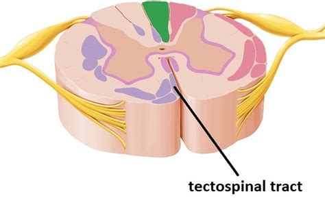 Know Your Spinal Cord The Tectospinal Tract Lunatic Laboratories