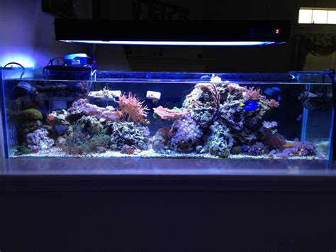 Long Reef Tank Shots Nano Reef Community