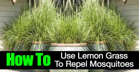 Lemongrass Mosquito Repellent Plant 5 Live Cuttings Ready To Plant Ebay