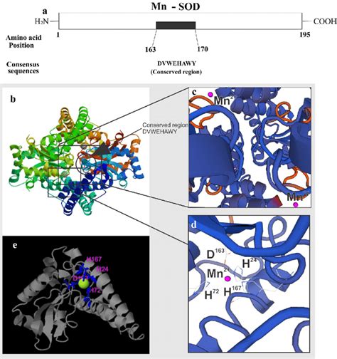 Schematic Representation Of Mn Sod A E A Showing Conserved Motif B E