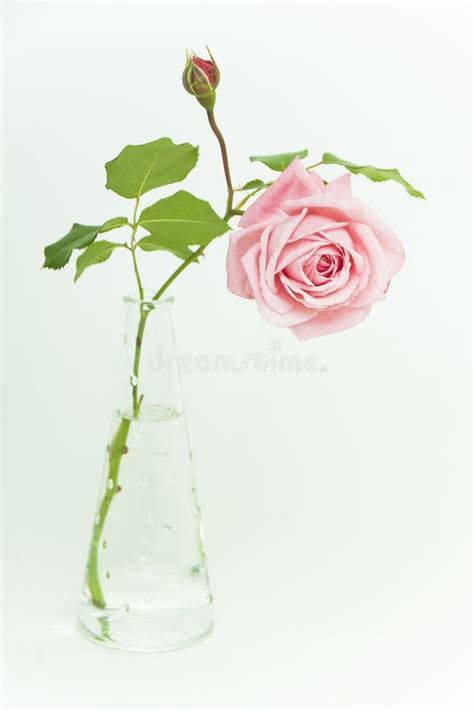 Beautiful Pink Rose In Glass Vase Stock Image Image Of Floral Stem