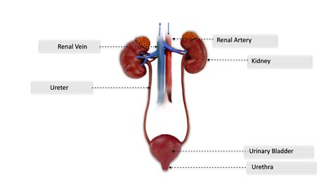 Organs Of The Excretory System