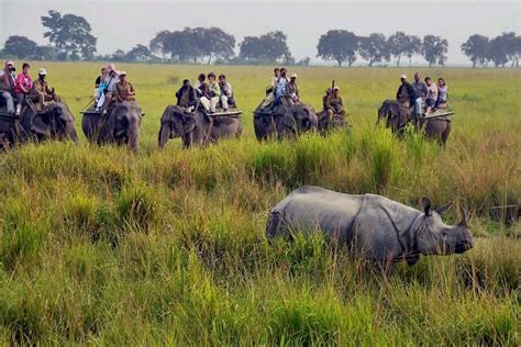 Tiger And Rhino Wildlife Tour Assam And Bengal National Packages