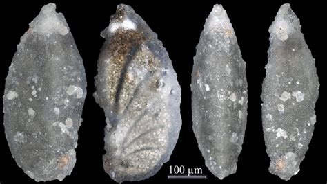 Saracenaria Chapmans Pool Tithonian Upper Jurassic Jurassic Kimmeridge