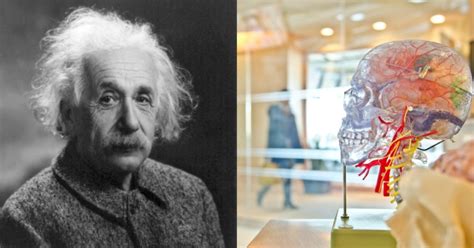 Did You Know Einstein S Brain Was Stolen For Over 4 Decades Cut Into