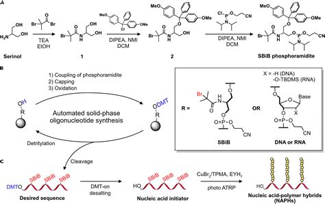 Expanding The Architectural Horizon Of Nucleic Acid Polymer Biohybrids By Site Controlled