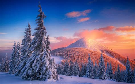 Pinos con nieve al atardecer en las montañas Fondo de pantalla 4k HD ID