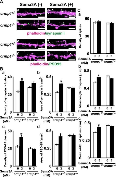 The Effect Of Sema A On The Density And The Area Of Synapsin I And