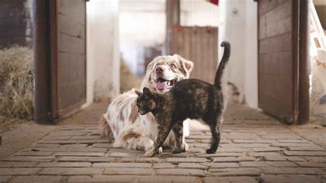 C Mo Hacer Que Un Gato Acepte A Un Perro Arsveterinaria