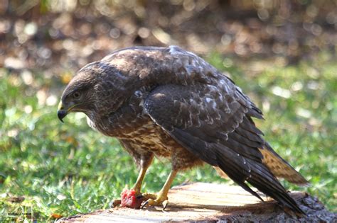 bussard foto bild nah makro tiere wildlife bilder auf