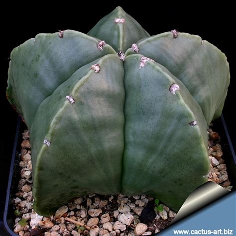 Astrophytum Myriostigma Forma Nudum