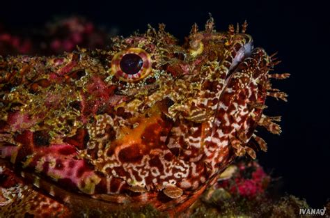 Scorpion Fish