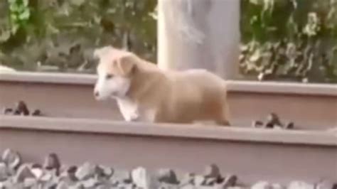 Video Perrito Se Qued Dormido En Las V As Y Sobrevivi De Milagro Al