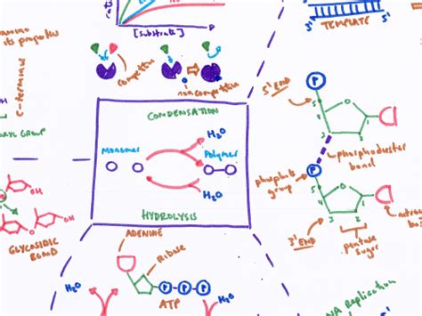 A Level Biological Molecules Revision Poster Teaching Resources