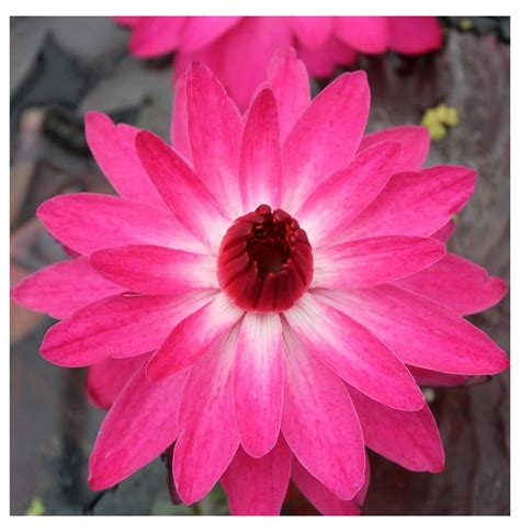 Red Flare Live Annual Water Lily Perfect Pond Plant Pre Grown Bare Root