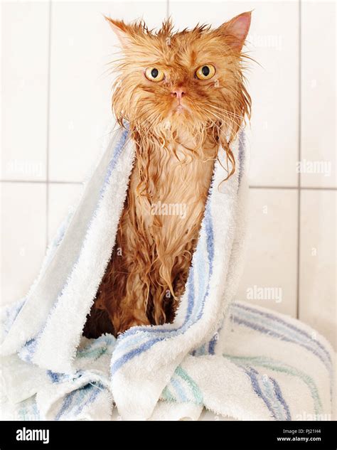 Wet Red Traditional Persian Cat With Bath Towel After Bath Stock Photo