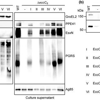 Model for ESX‐5 mediated secretion. Substrate recognition occurs at two ... 