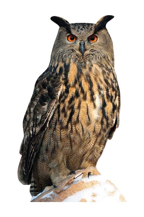 Tieraufsteller Uhu – Wildtierdruck GmbH