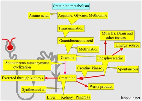 Creatinine Clearance Crc Test Glomerular Filtration Rate Off