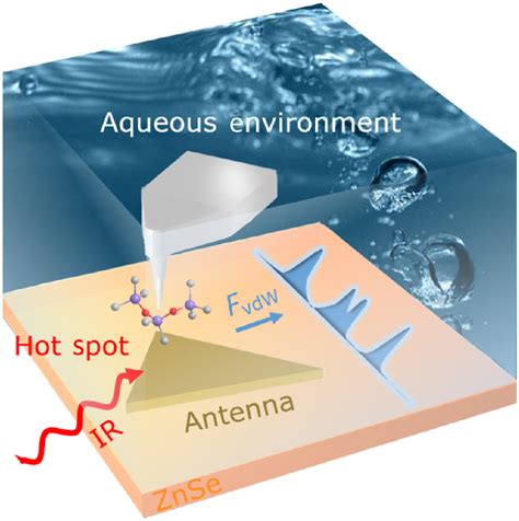 Antenna Enhanced Infrared Photoinduced Force Imaging In Aqueous