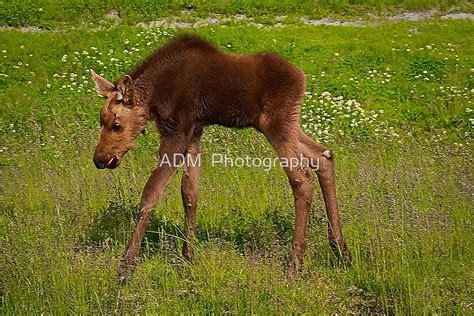 "Baby Moose" by ADM Photography | Redbubble