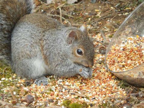 Squirrel eating seeds. by jamg4 on DeviantArt