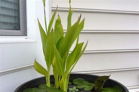 Petit bassin aquatique en récipient à faire soi même 13 idées