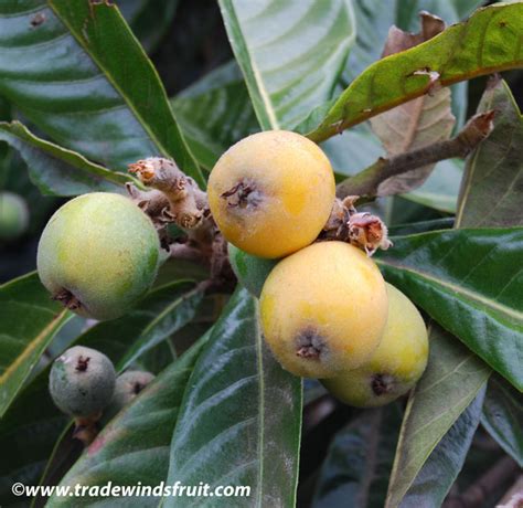 Capulines Fruit