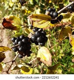 Poisonous Black Berries Privet Shrub Latin Stock Photo 2212652241 ...