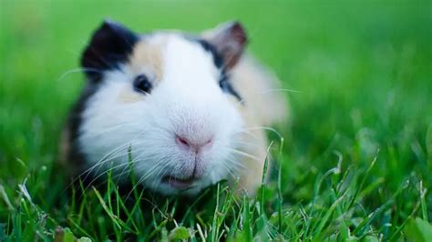 50 Amazing Guinea Pig Facts You Need To Know Guinea Pig Tube