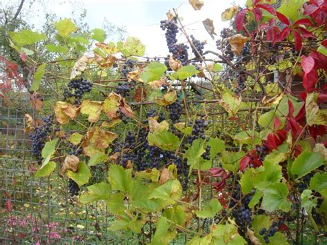 Подкормка винограда от А до Я – советы профессионалов