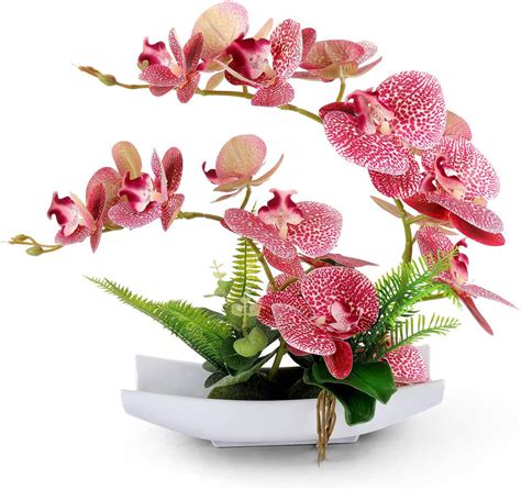 Primrue Orchid Arrangement In Pot Wayfair