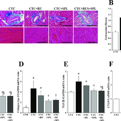 Cardiomyocyte Size And Expression Of Fetal Type Cardiac Genes In The