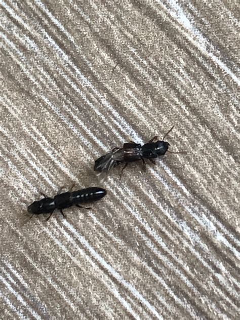 Identifying Small Black Bugs Thriftyfun