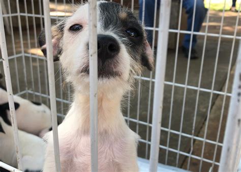 Feira de adoção de cachorros é realizada na Praça Nove de Julho em