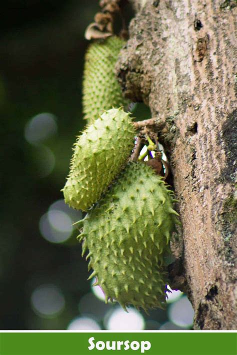 Soursop Juice Recipe Benefits And More