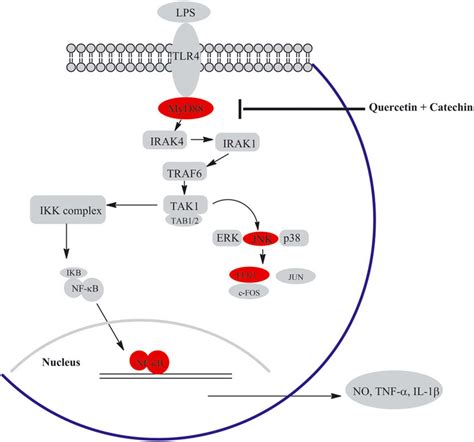 Schematic Diagram Of The Proposed Synergistic Anti Inflammatory