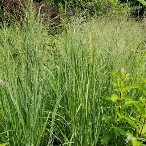 Panicum Virgatum Northwind 2 Northwind Switchgrass Scioto Gardens Nursery