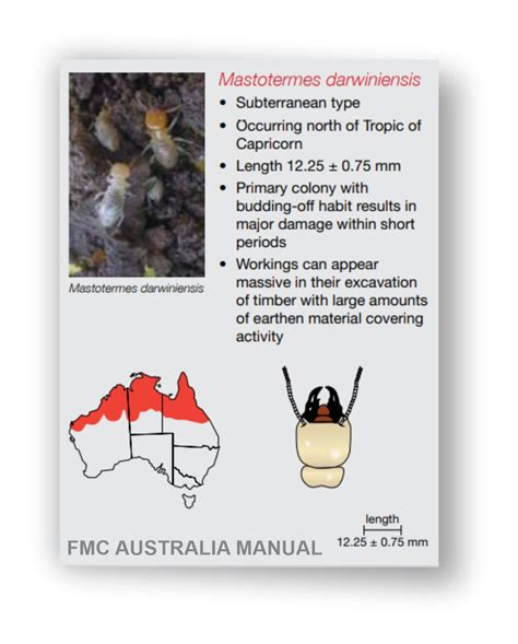 Which Termites Are Worst In Brisbane Conquer Termites Brisbane