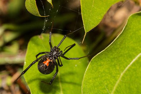 Spider Pest Control In Waco Tx Gga