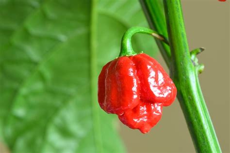 Premium Photo Carolina Reaper Hot Pepper Cultivar Of The Capsicum