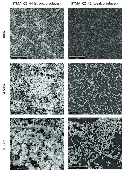 Ultrastructure analysis of S. maltophilia biofilm: scanning electron ... 