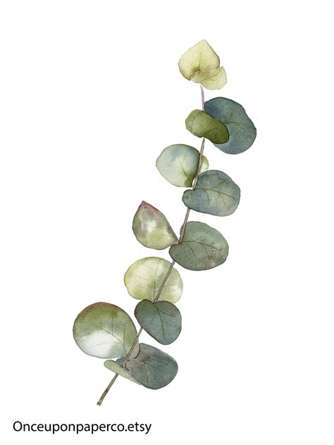 Watercolour Painting Of Eucalyptus You Can Purchase This As A Digital