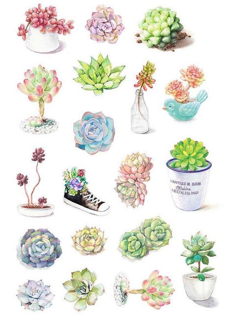 Succulent Plants Stickers 19 Pcs Watercolor Illustration Sticker