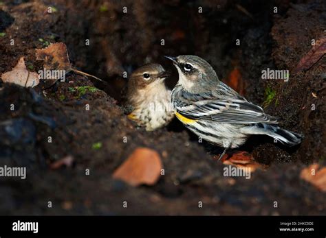 A Male And Female Yellow Rumped Warblers During Autumn Migration Stock