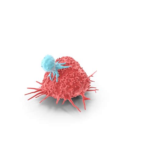 Prevalence Of Anal High Risk Human Papillomavirus Hr Hpv Types In