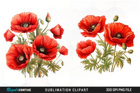 Red Poppies Watercolor Sublimation Png Graphic By Regulrcrative