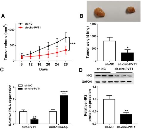 Circ PVT1 Knockdown Blocked The OSCC Tumorigenesis In Vivo Depending On